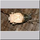 Rhaphigaster nebulosa - Graue Feldwanze - Wanzenschupf 02b.jpg